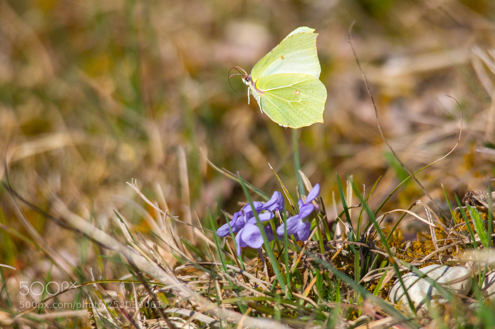 Canon EOS-1D Mark IV sample photo. Brimstone butterflies on a photography