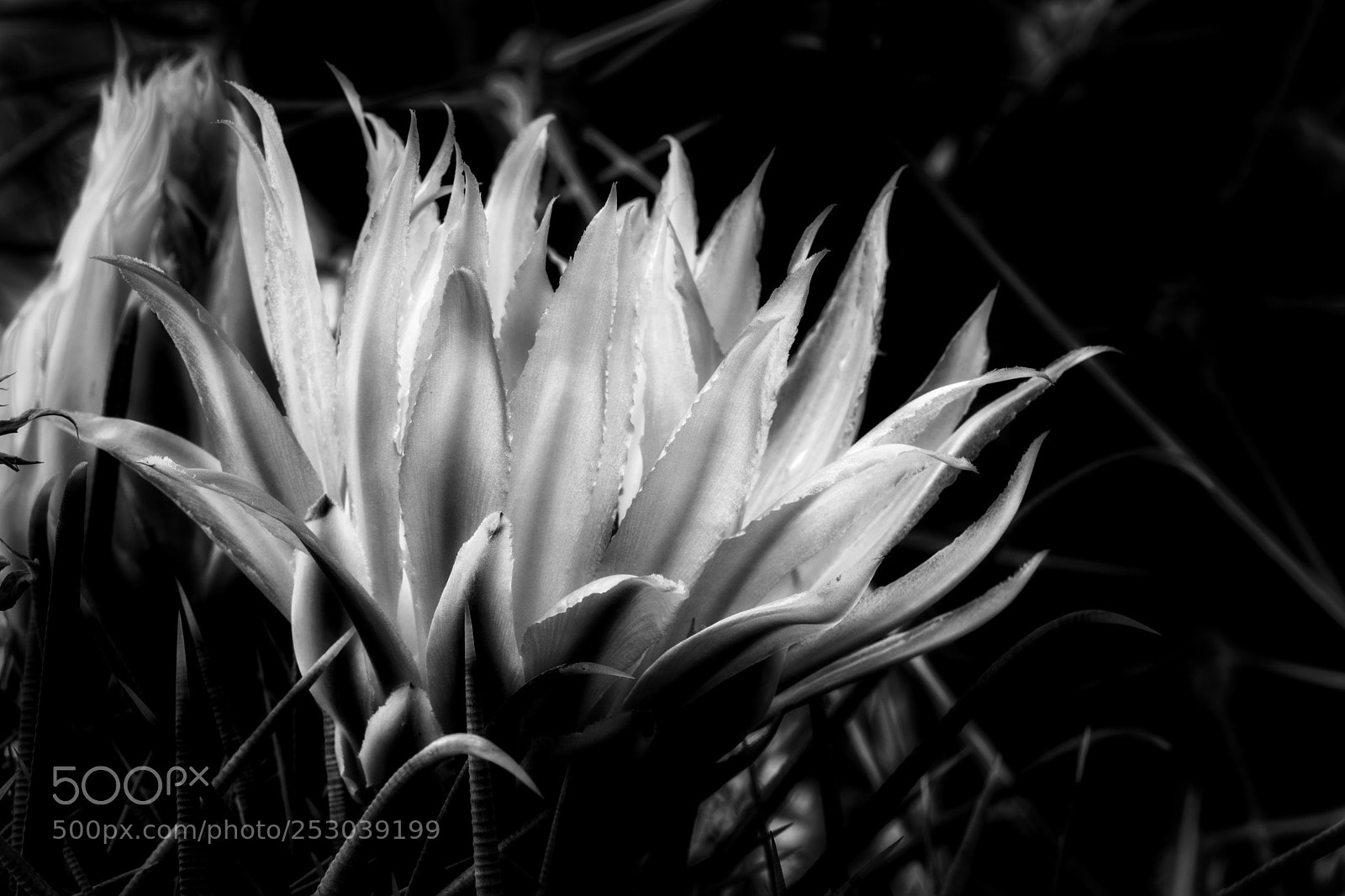 Canon EOS 5D Mark IV sample photo. Cactus flower photography