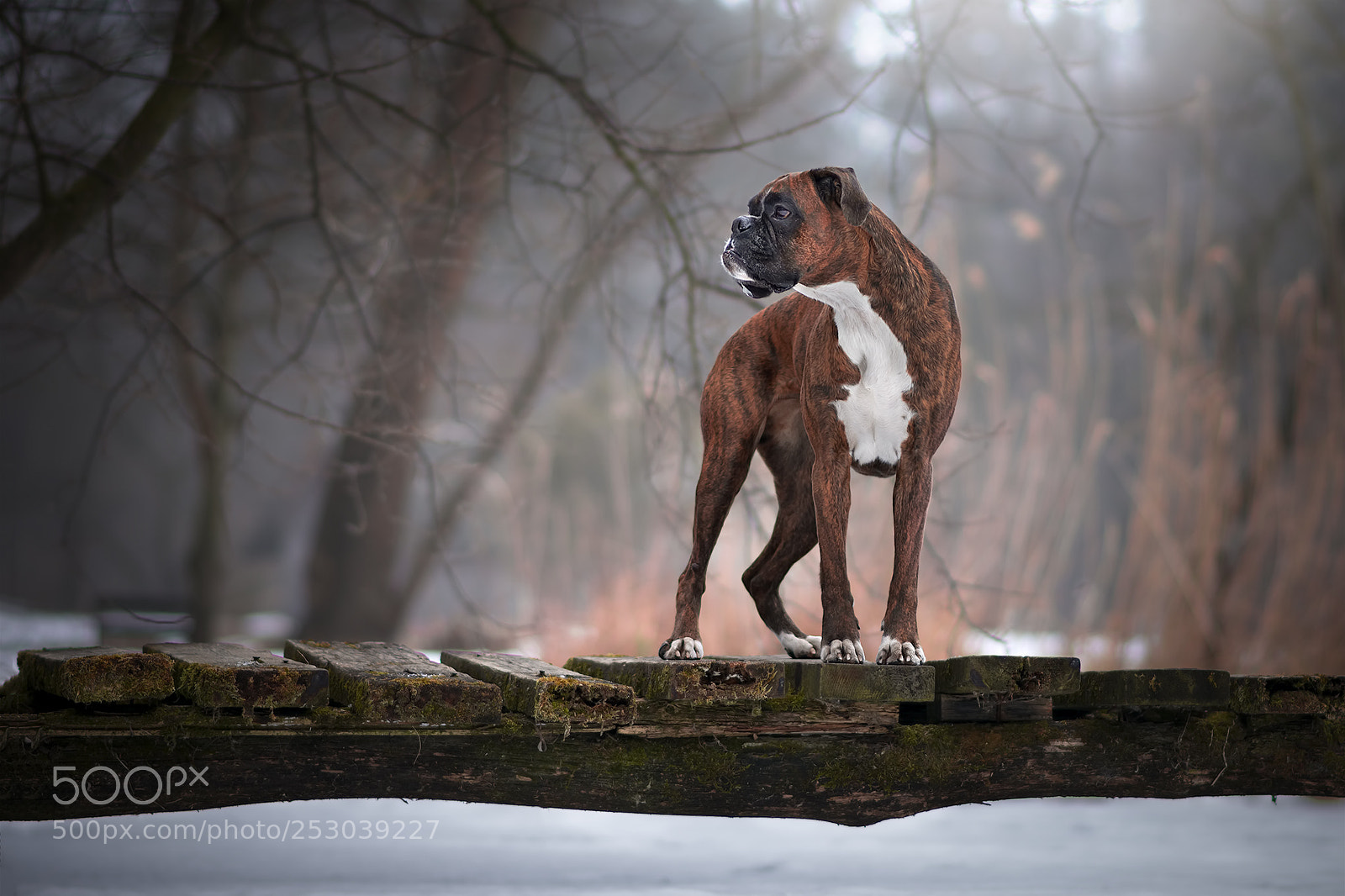 Nikon D7100 sample photo. Silence photography