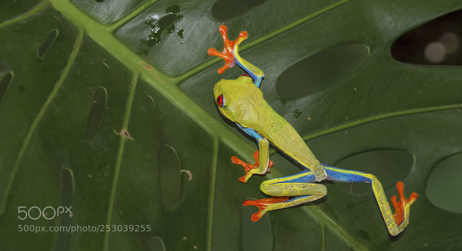 Nikon D4 sample photo. Green frog k rm photography