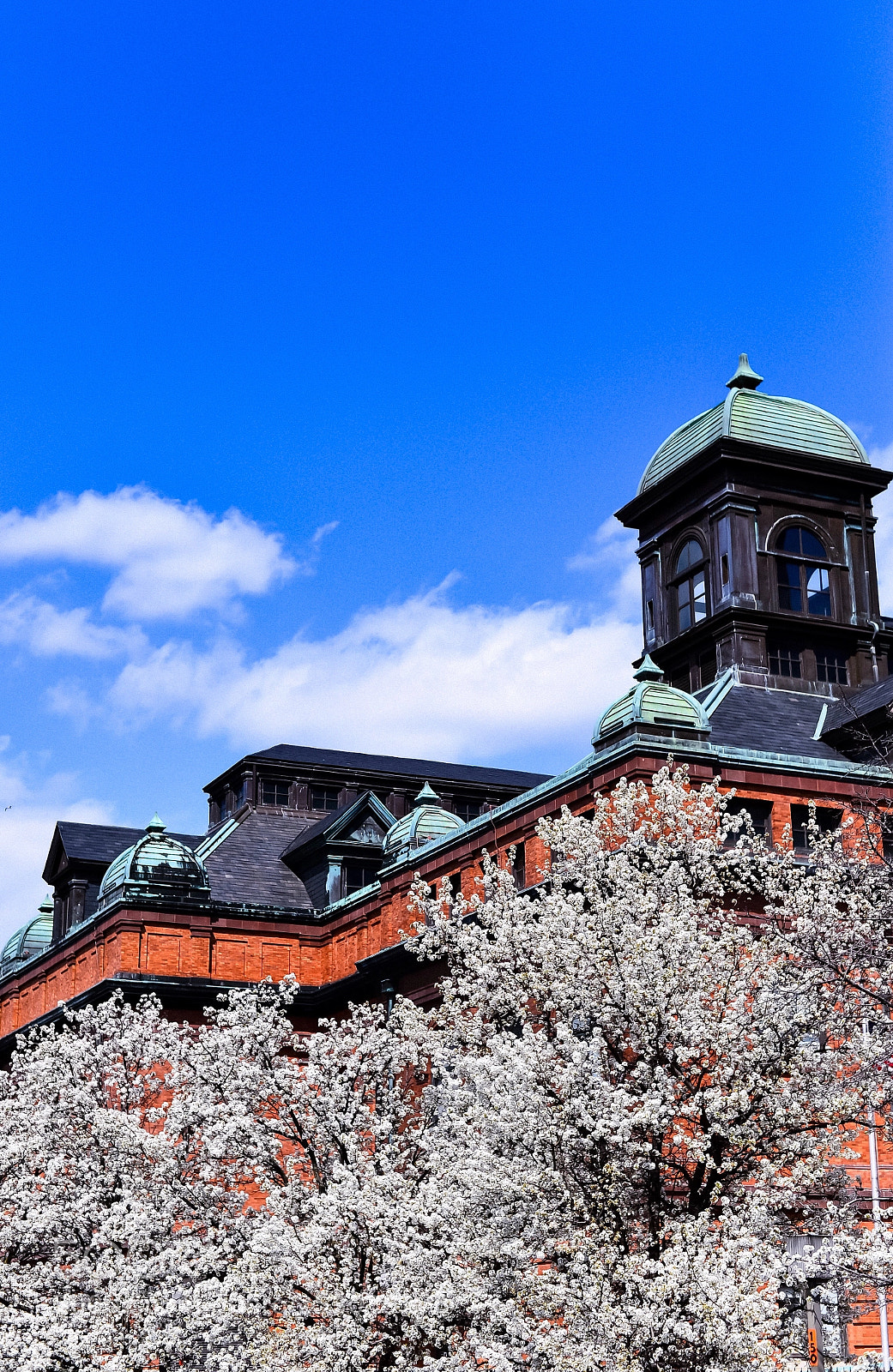 Nikon Df sample photo. Cherry bloosom in baltimore photography
