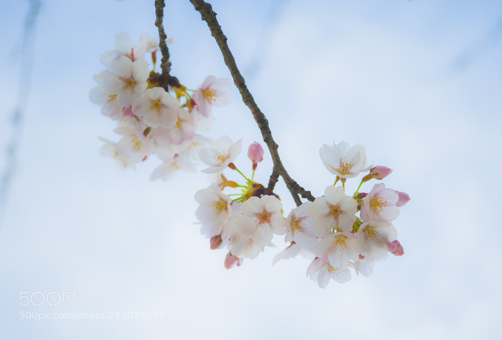 Nikon D700 sample photo. Bloom photography