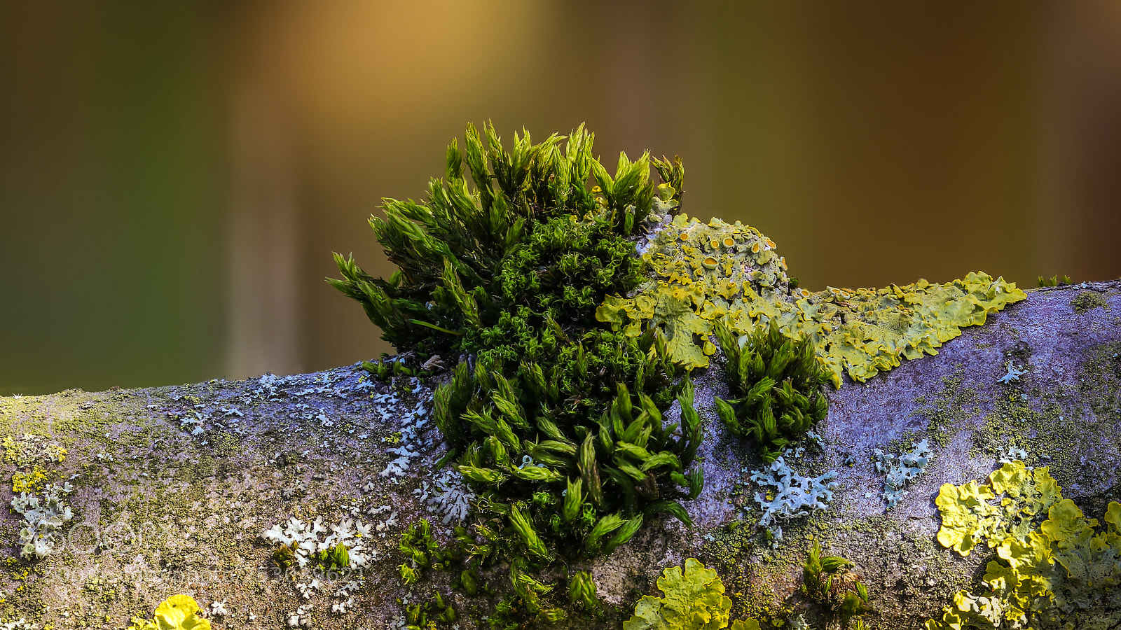 Canon EOS 80D sample photo. "korallenriff" auf dem baum photography
