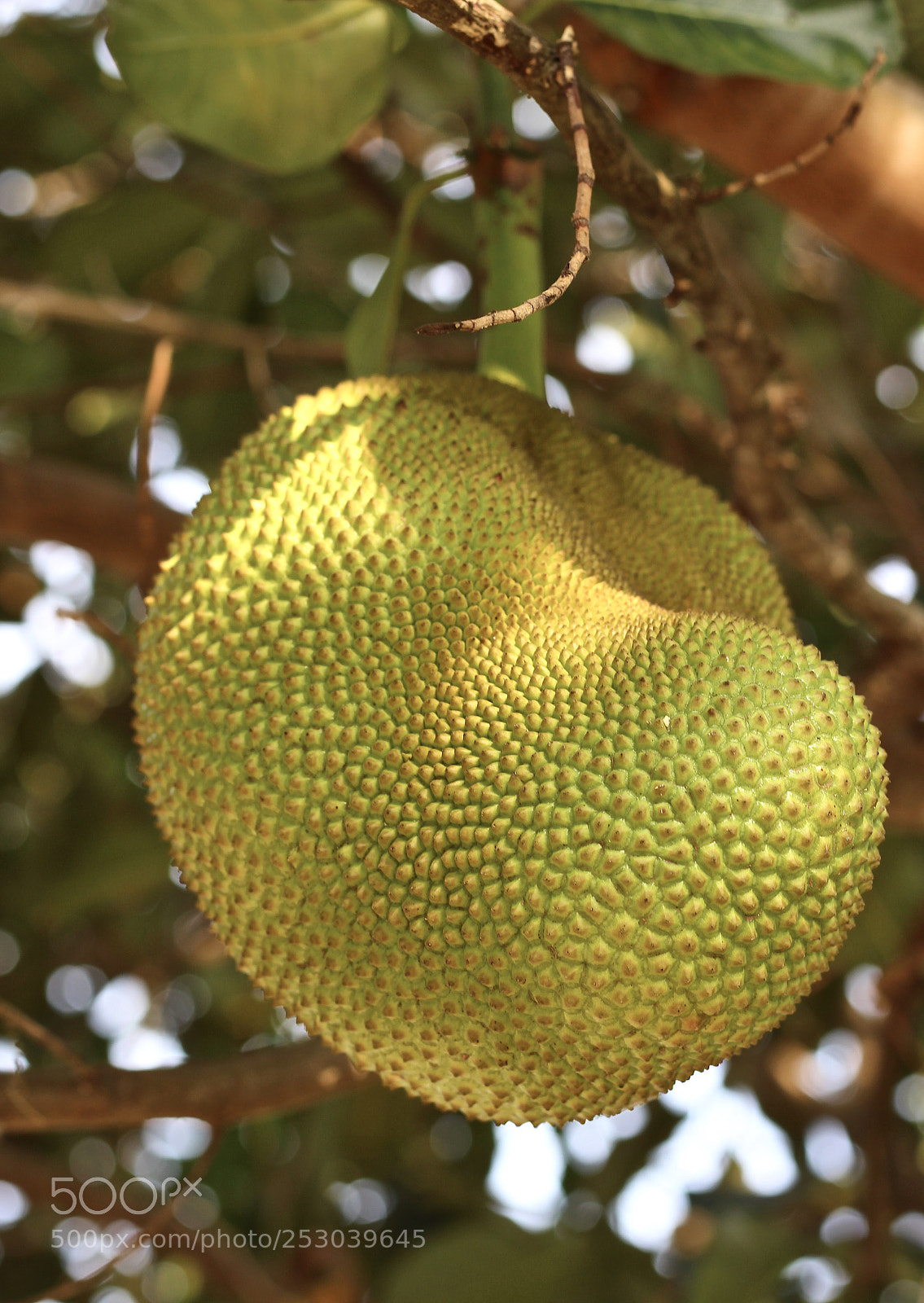 Canon EOS 700D (EOS Rebel T5i / EOS Kiss X7i) sample photo. Jack fruit photography
