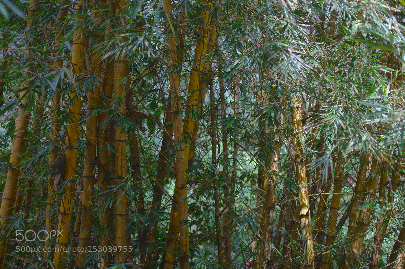 Canon EOS 5D Mark II sample photo. Costa rica photography