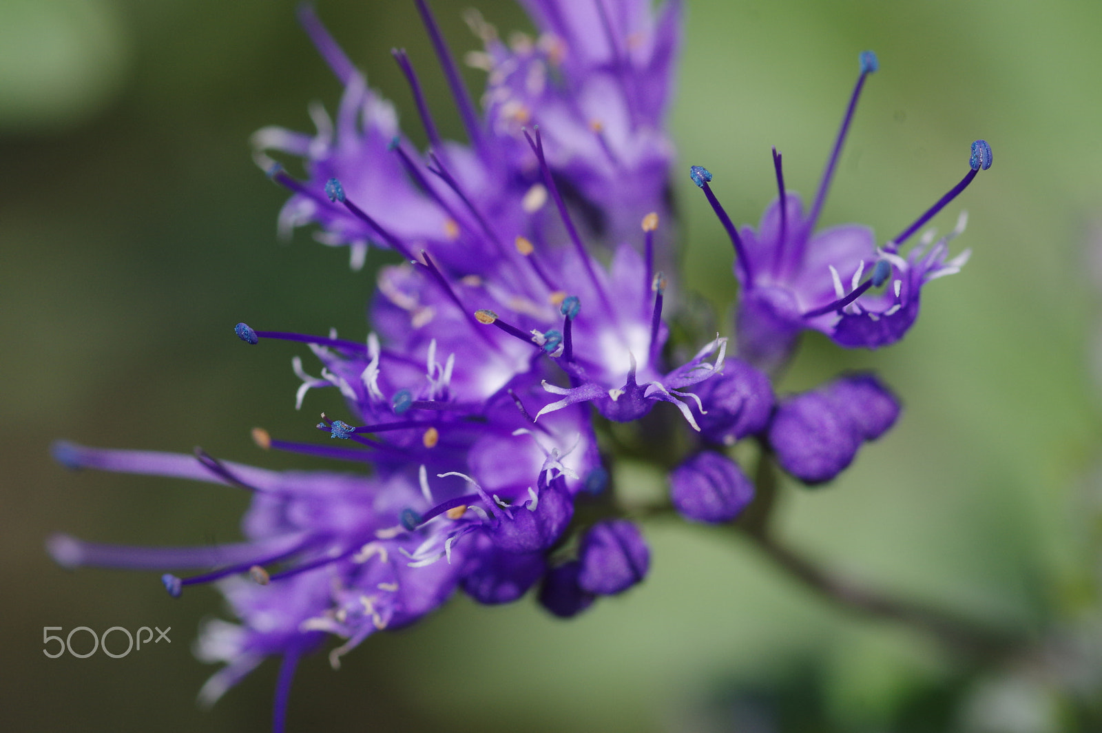 Pentax K-3 II sample photo. Purple wildflower photography
