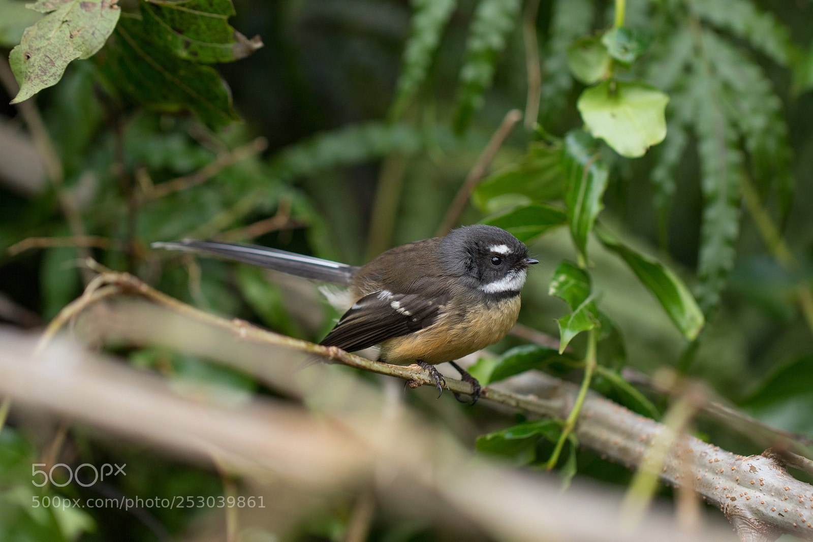 Canon EOS 7D Mark II sample photo. Bird photography