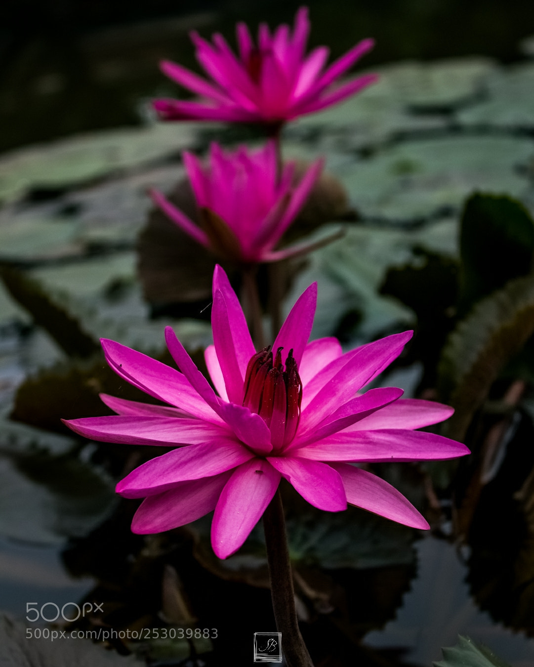 Canon EOS 600D (Rebel EOS T3i / EOS Kiss X5) sample photo. Pick the right one .... photography