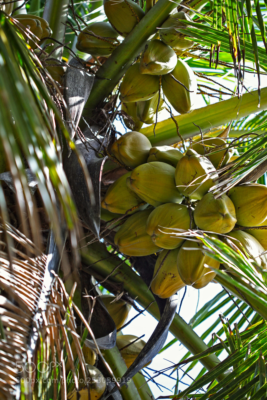 Canon EOS 5D Mark II sample photo. Costa rica photography