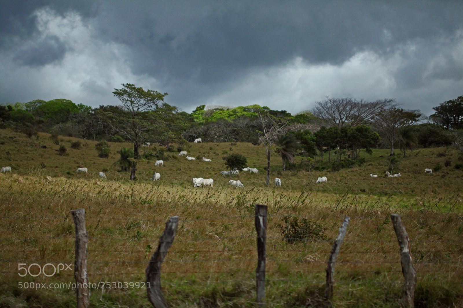 Canon EOS 5D Mark II sample photo. Costa rica photography