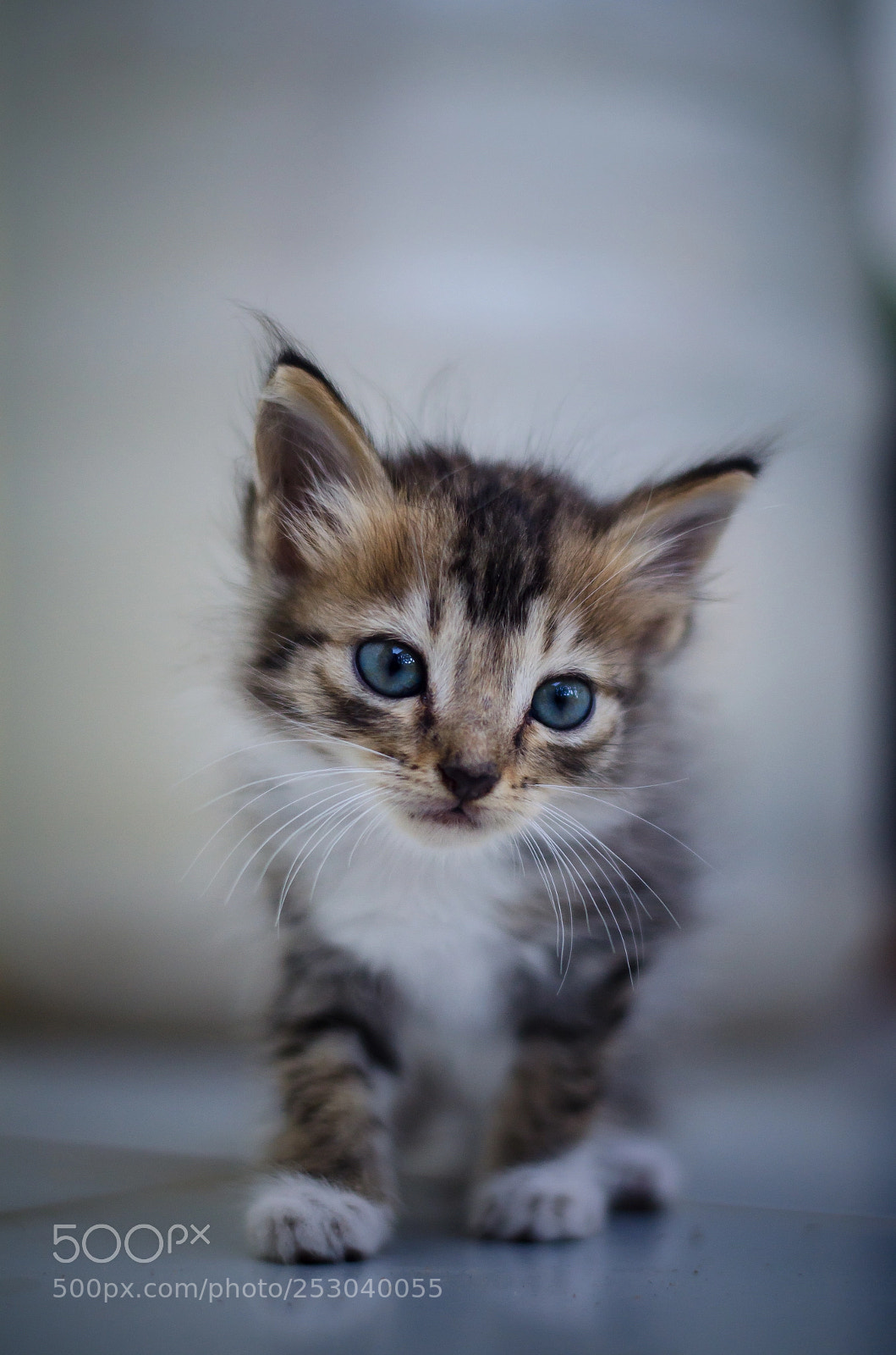 Nikon D5100 sample photo. Kitten photography