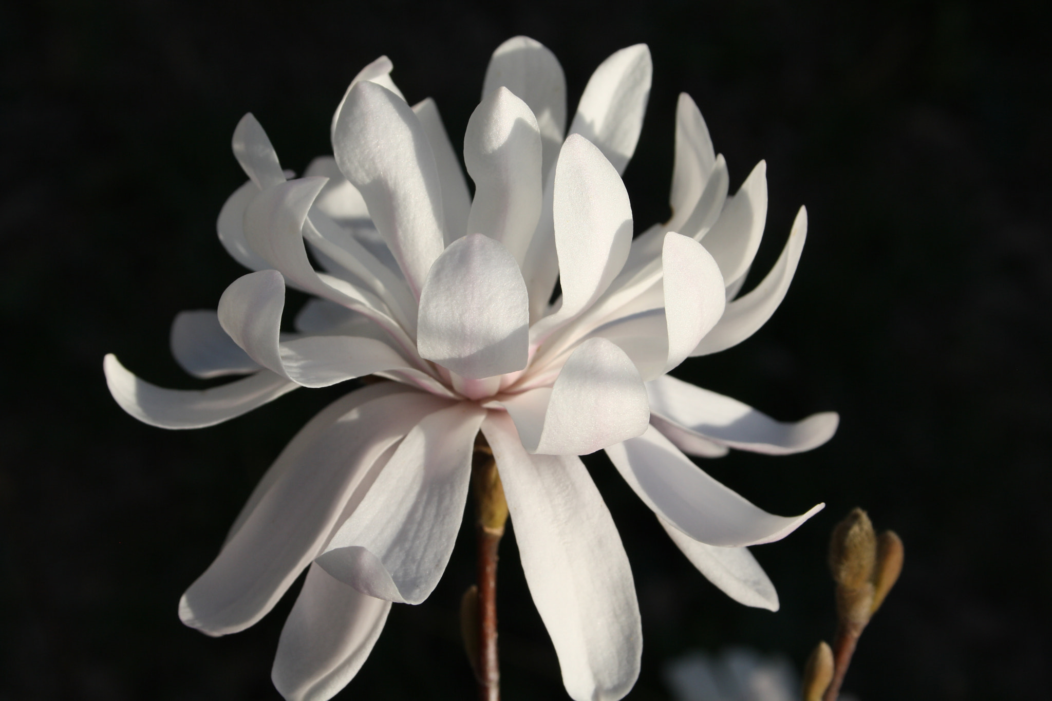 Canon EF-S 18-55mm F3.5-5.6 II sample photo. Magnolia photography