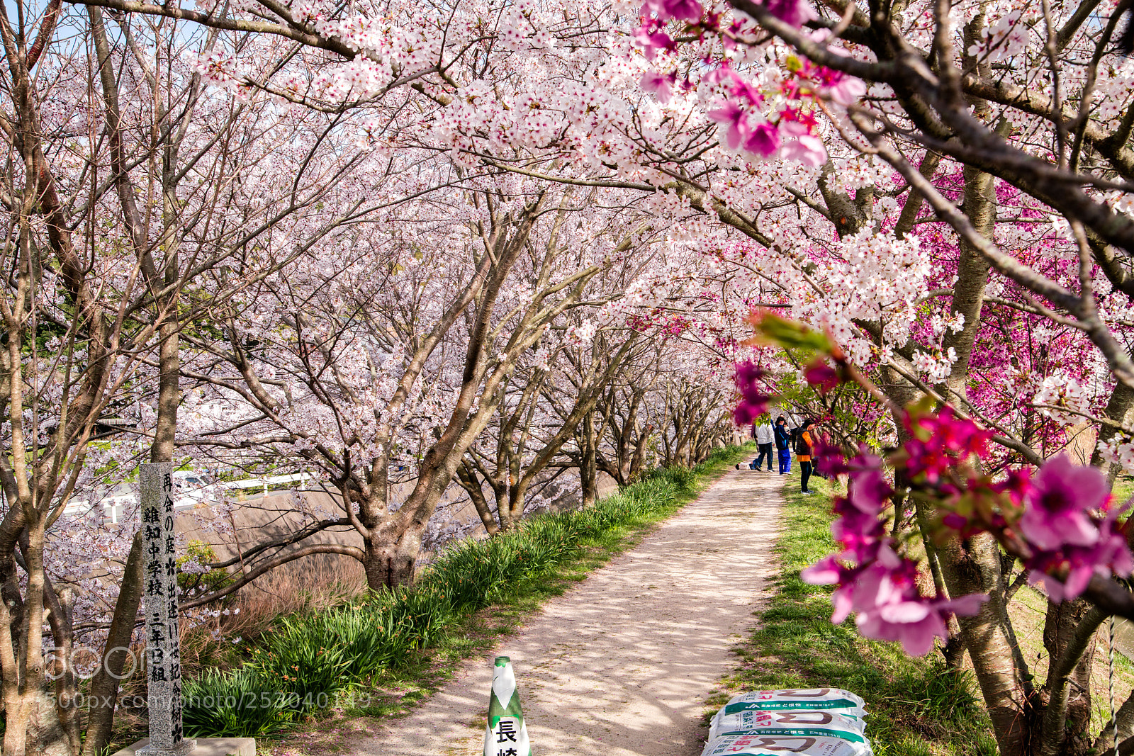 Sony a7R II sample photo. Dsc photography