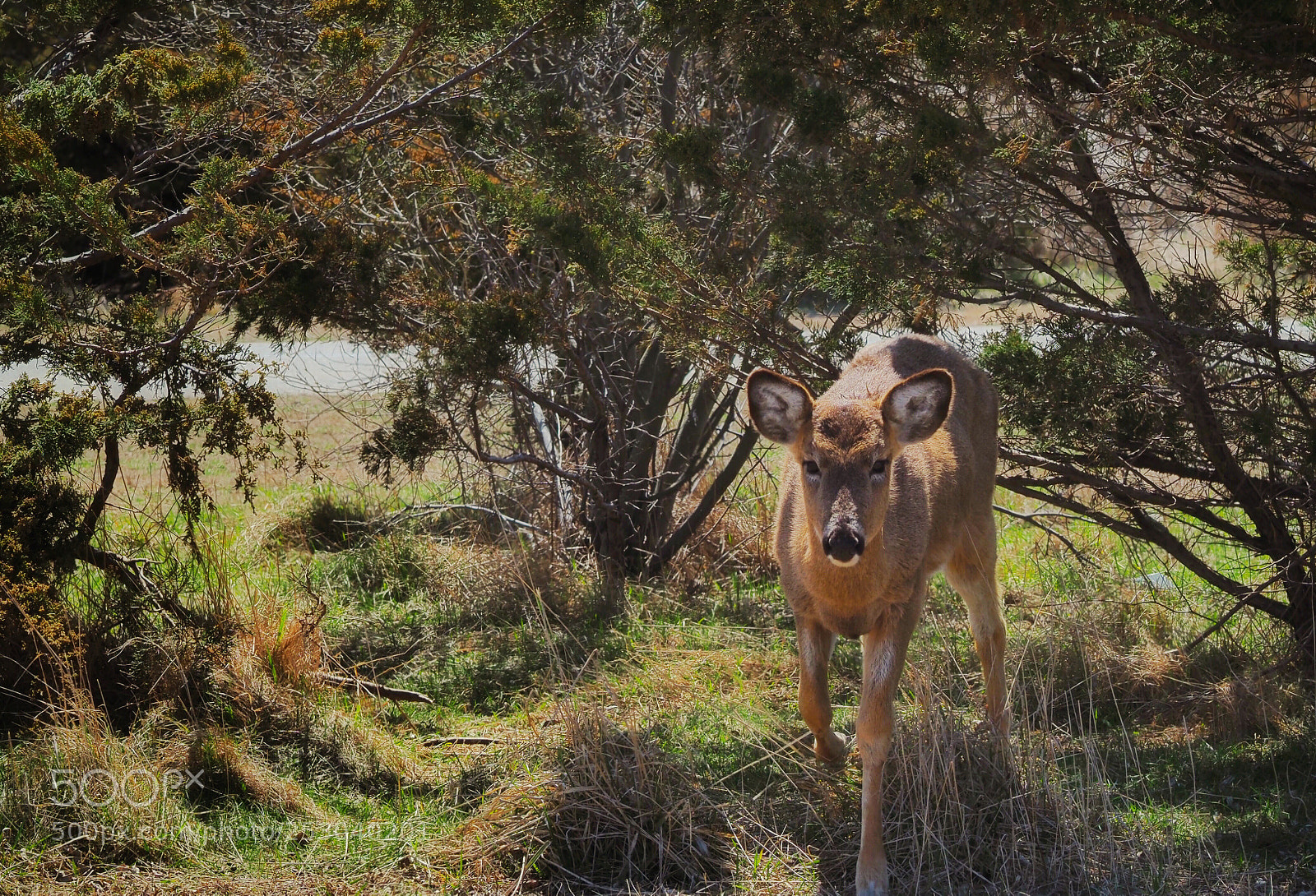 Olympus OM-D E-M1 Mark II sample photo. Deer... photography