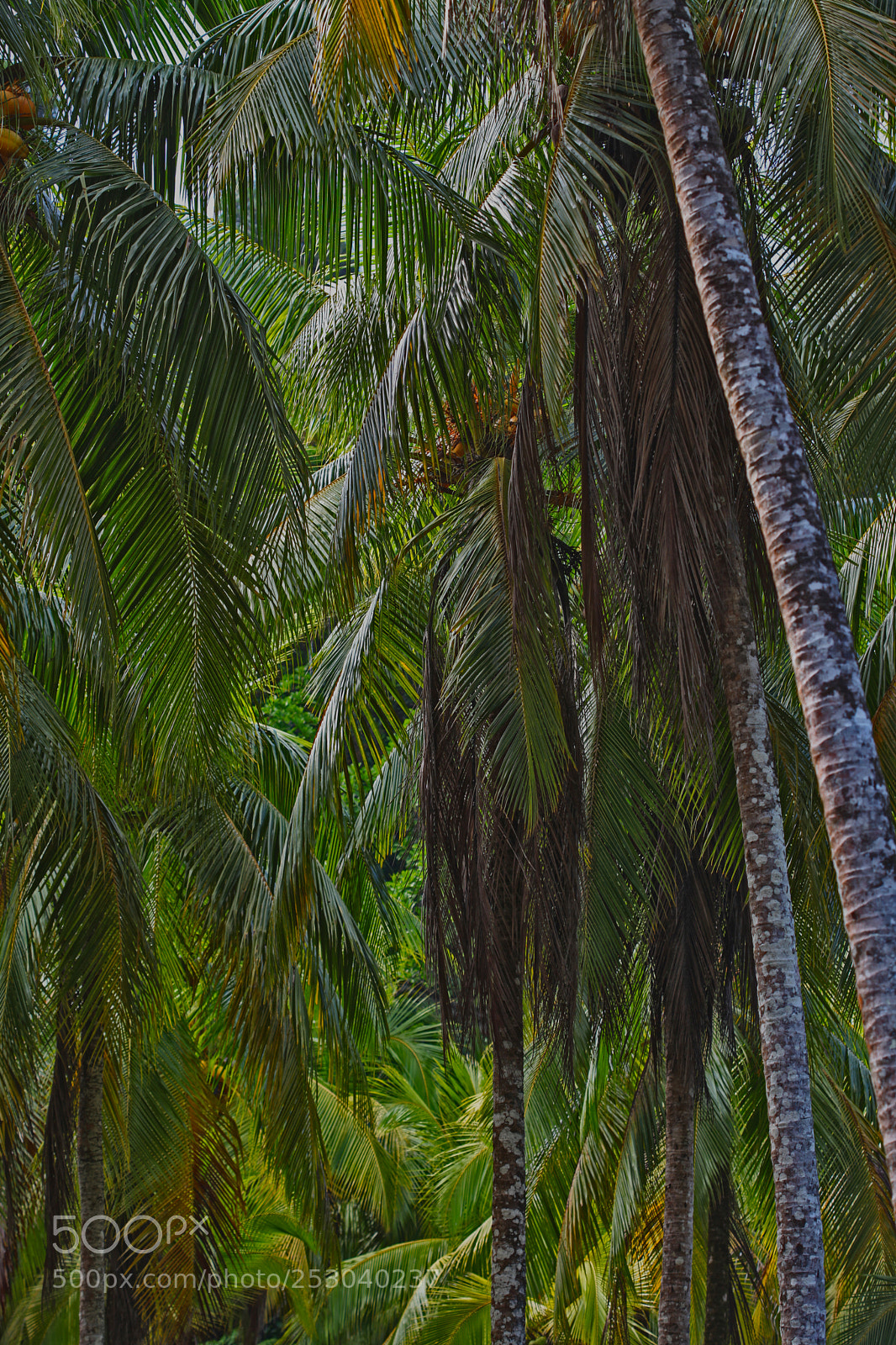 Canon EOS 5D Mark II sample photo. Costa rica photography