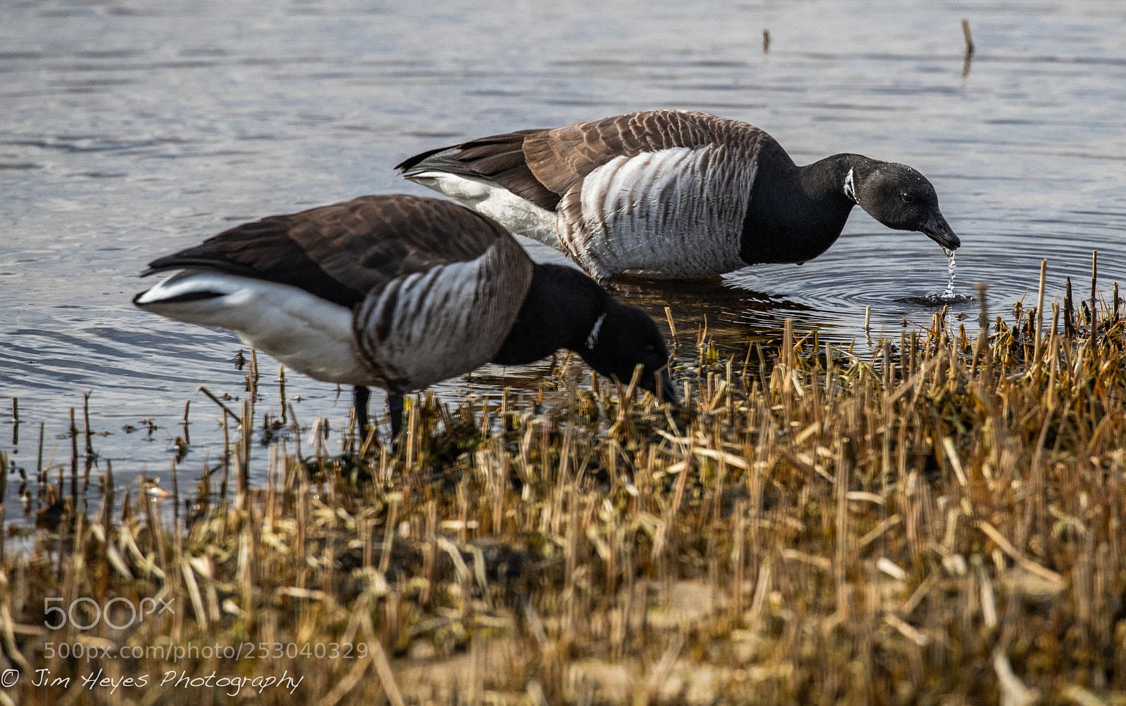 Canon EOS-1D X Mark II sample photo. Brant always on guard photography