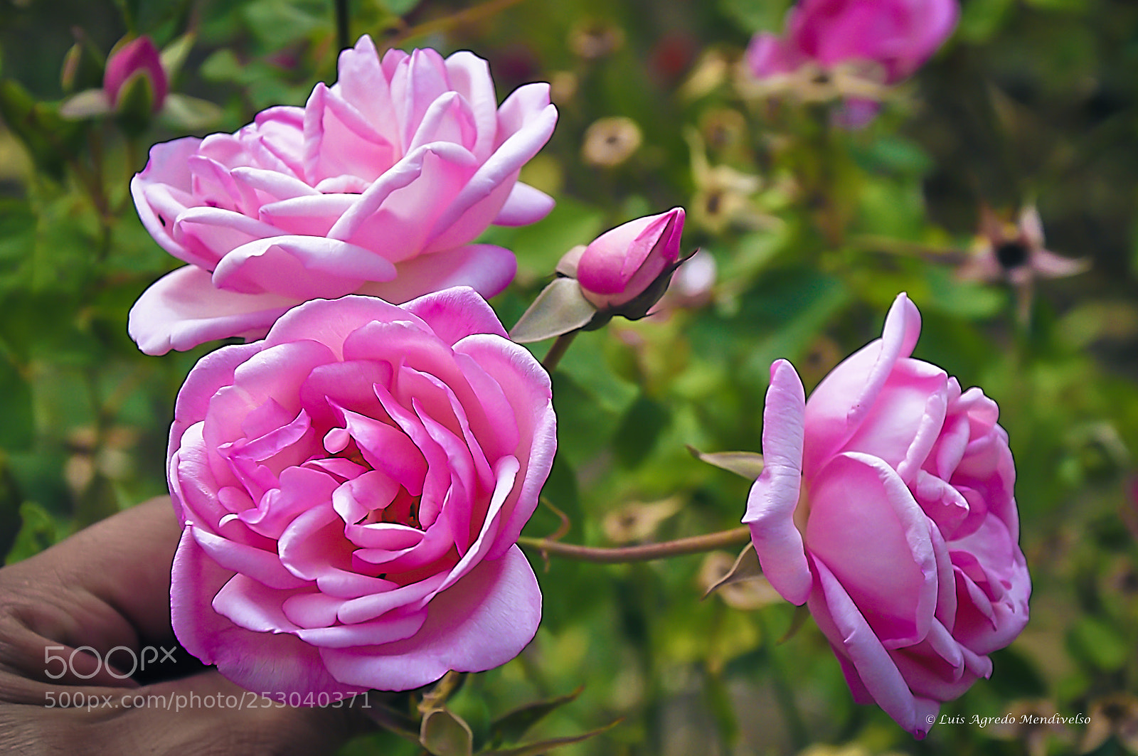 Nikon D90 sample photo. Majestic roses photography