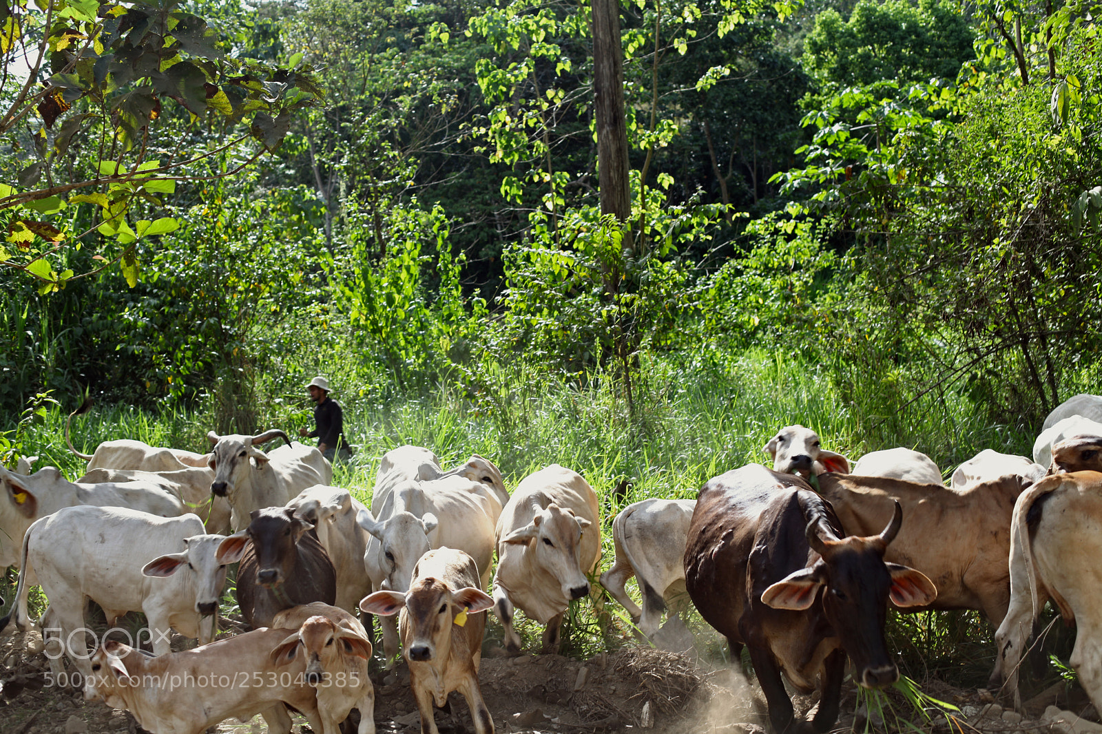 Canon EOS 5D Mark II sample photo. Costa rica photography
