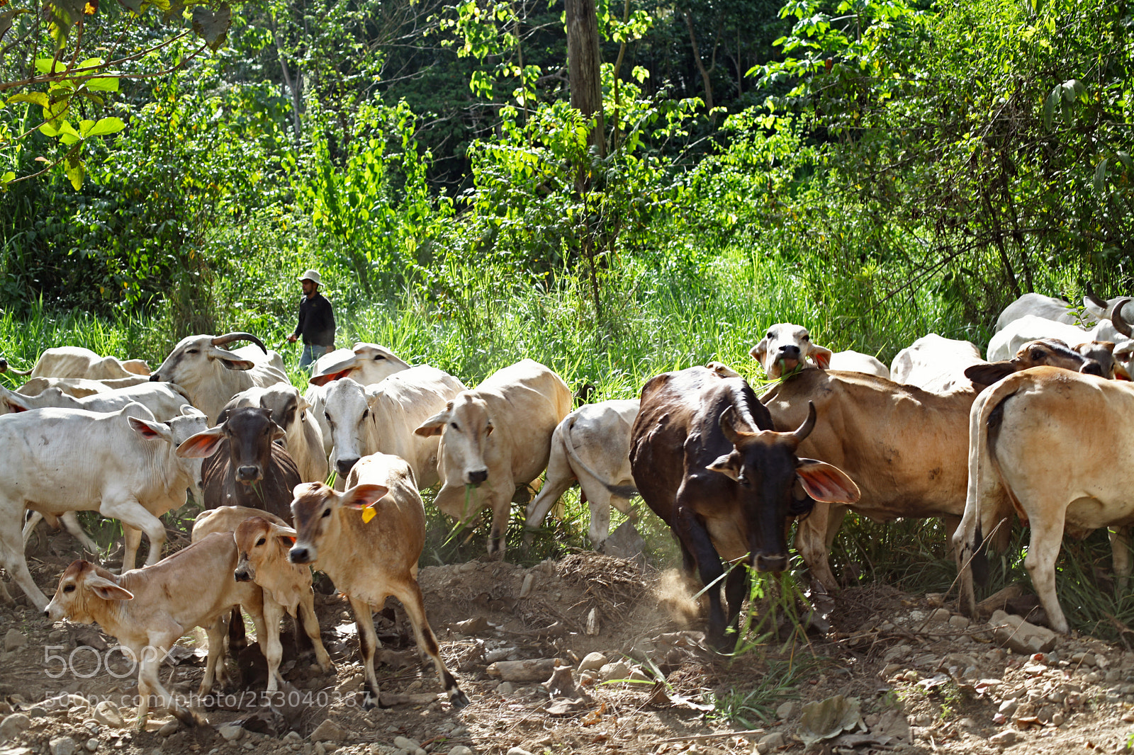 Canon EOS 5D Mark II sample photo. Costa rica photography