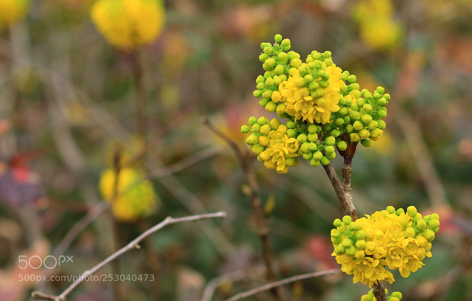 Canon EOS 70D sample photo. Never alone photography