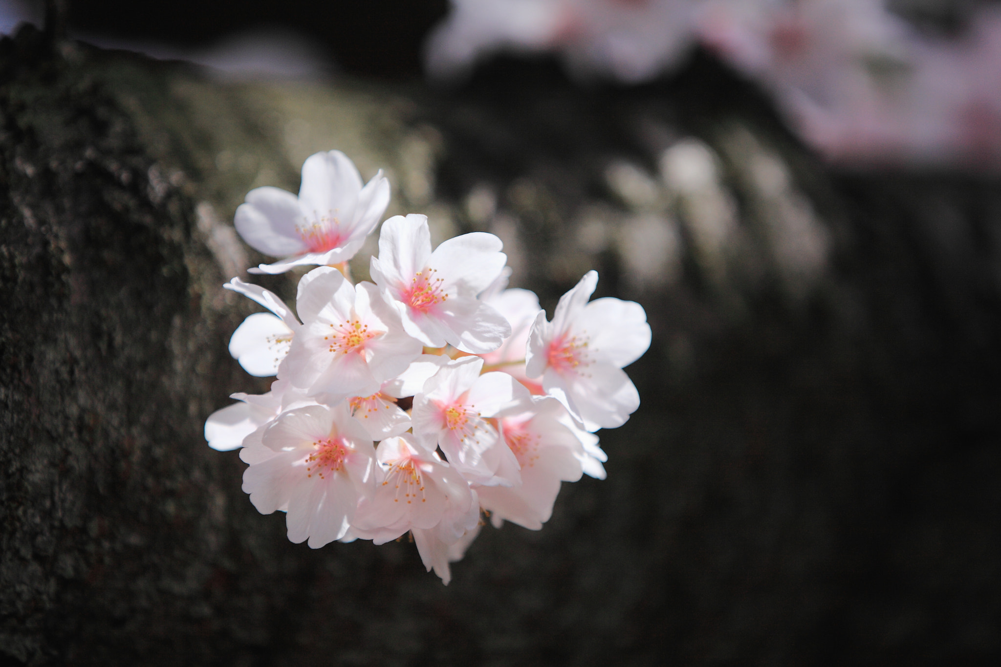 Canon EF 70-200mm F2.8L IS II USM sample photo