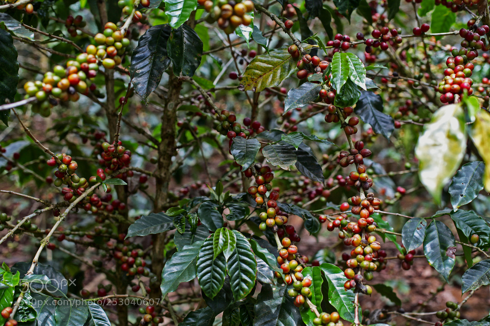 Canon EOS 5D Mark II sample photo. Costa rica photography