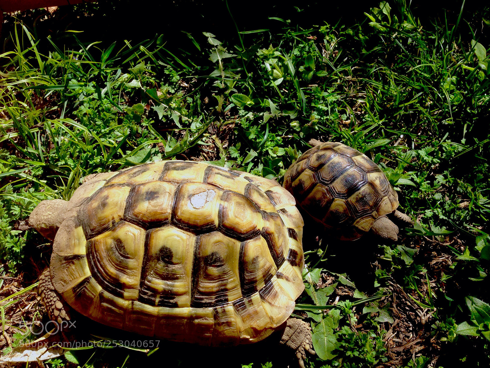 Apple iPhone 5 sample photo. The turtle photography