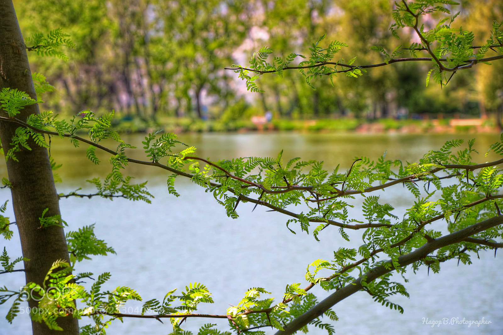 Canon EOS 80D sample photo. Green in spring  photography