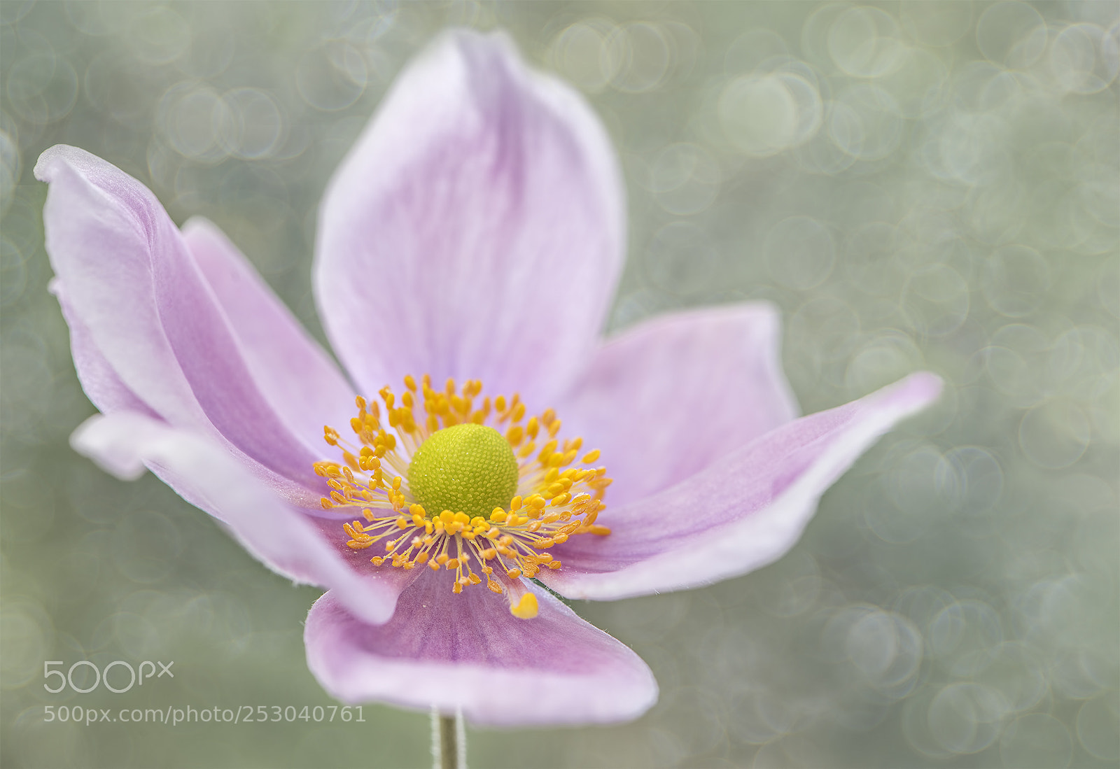 Nikon D810 sample photo. Lost in bokeh photography