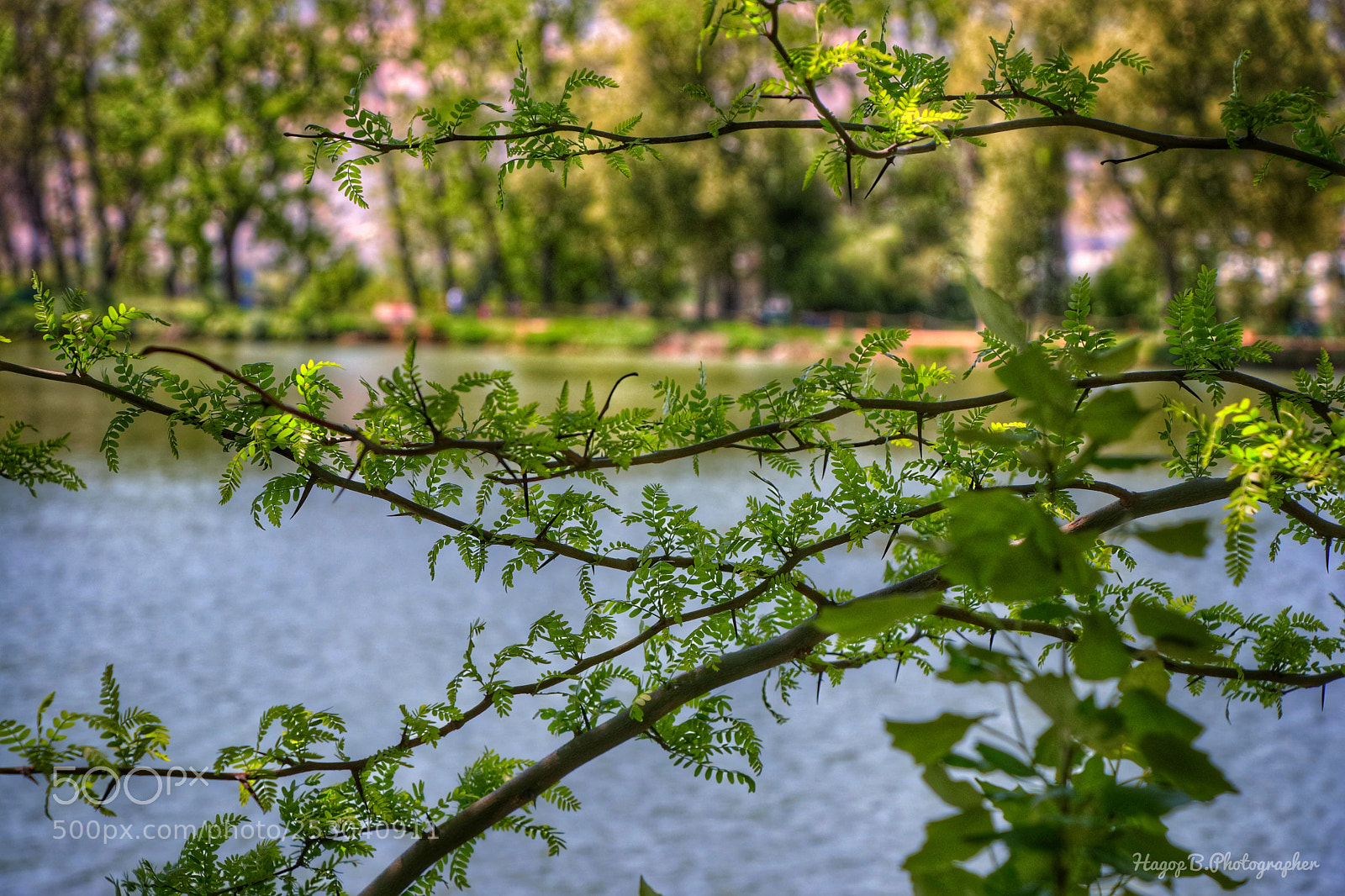 Canon EOS 80D sample photo. Green in spring photography
