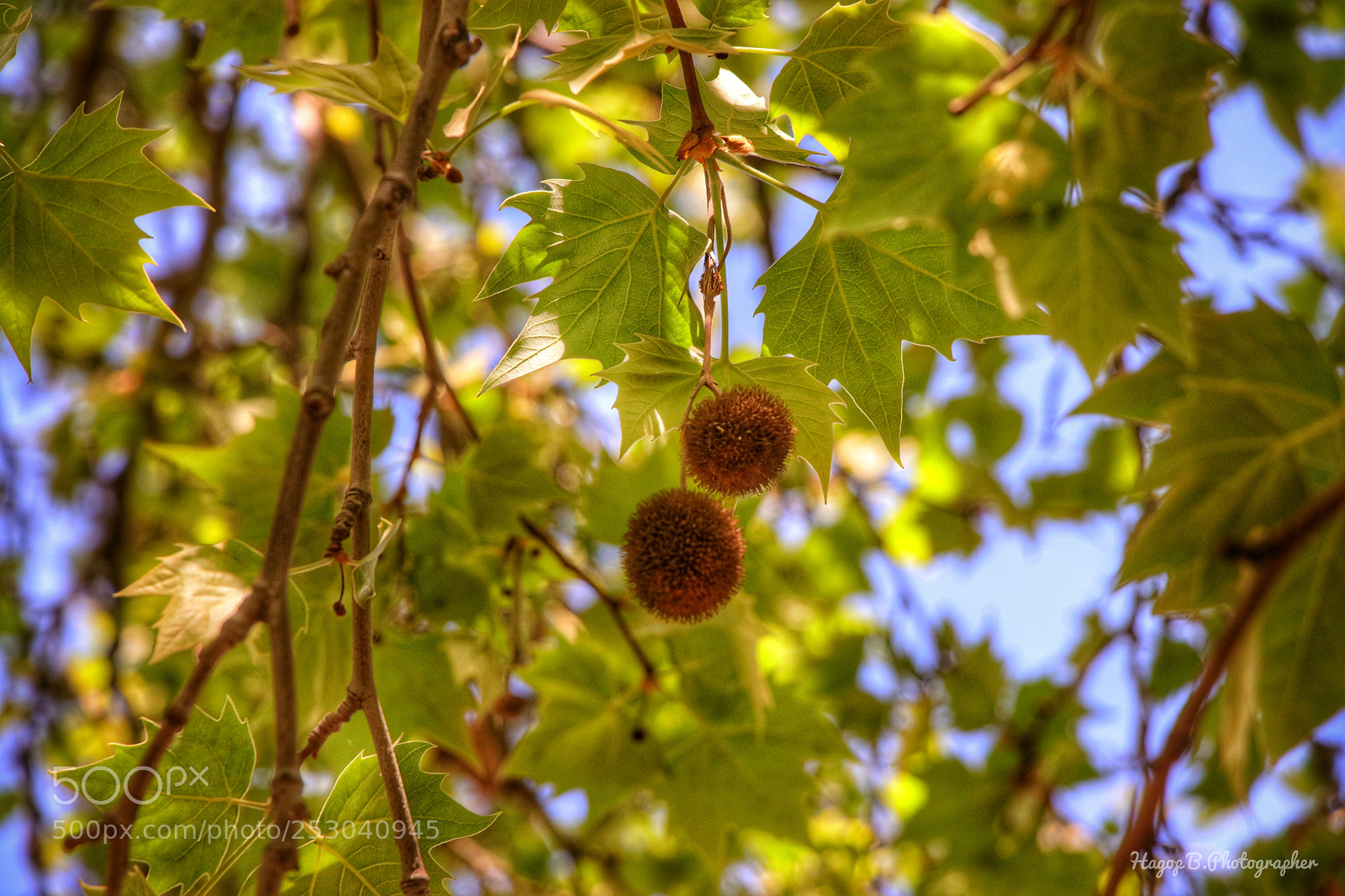 Canon EOS 80D sample photo. Green in spring photography