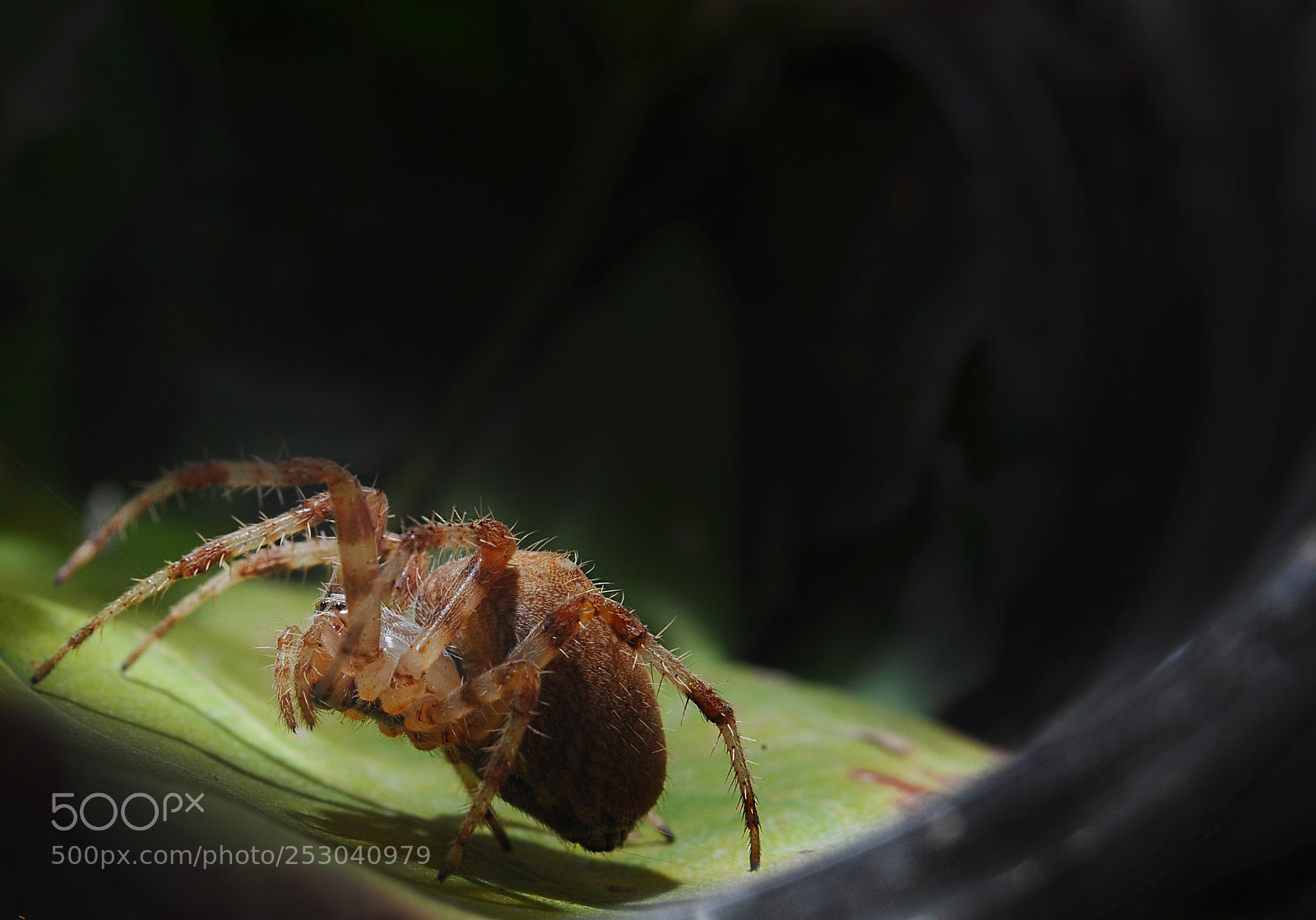 Nikon D700 sample photo. Glory insect photography
