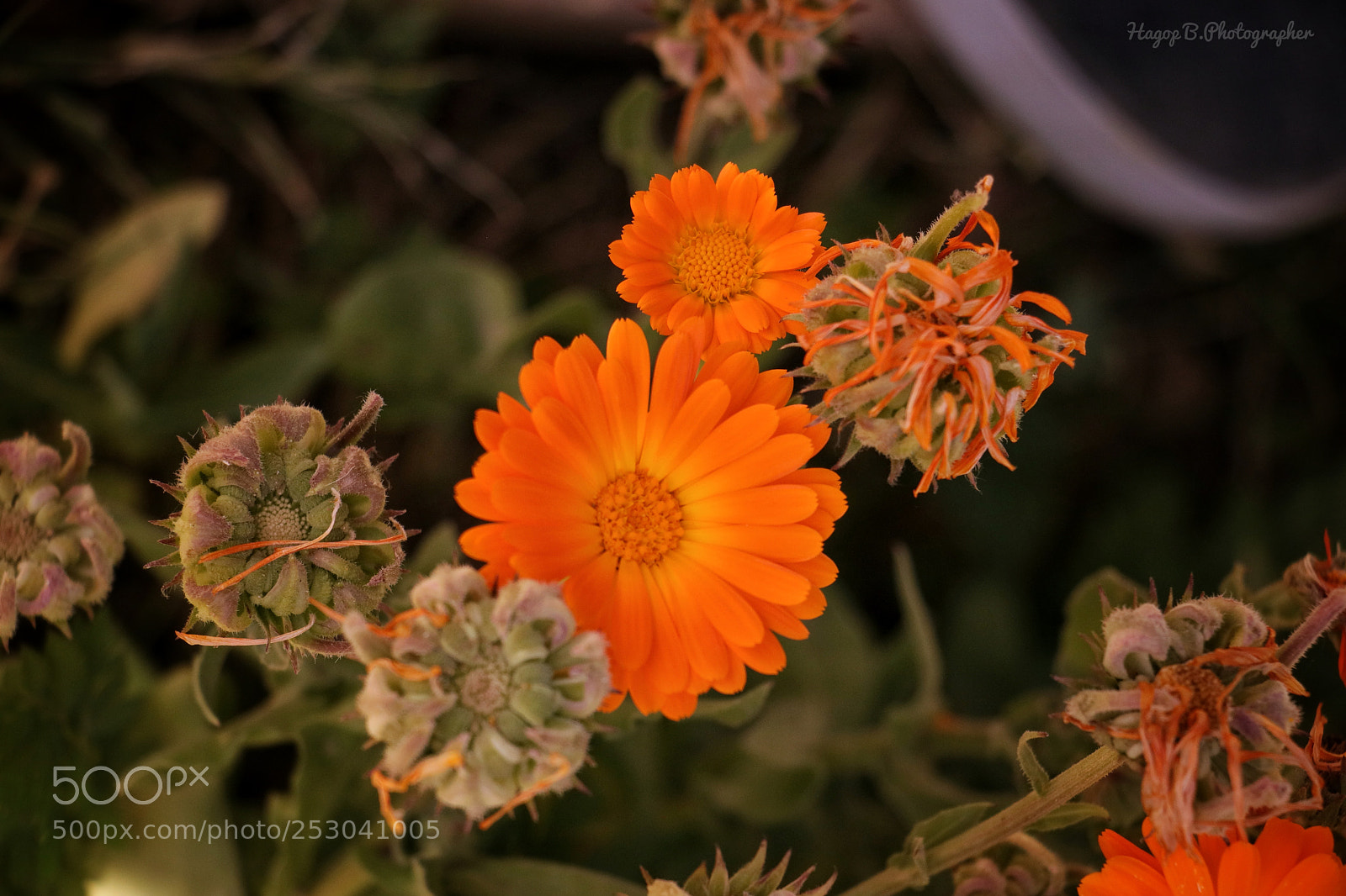 Canon EOS 80D sample photo. Spring time  photography