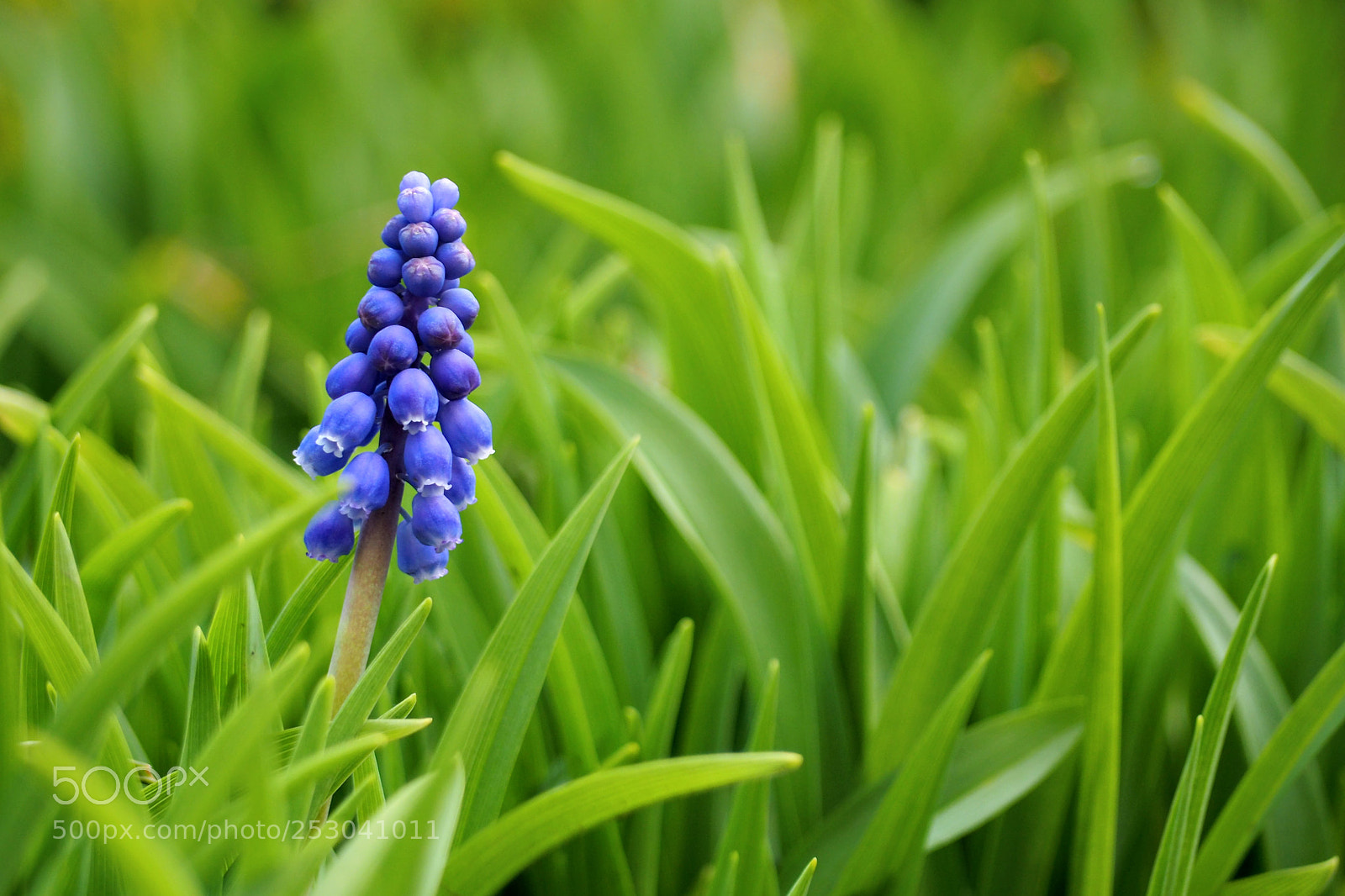 Olympus OM-D E-M10 II sample photo. Grape hyacinth photography