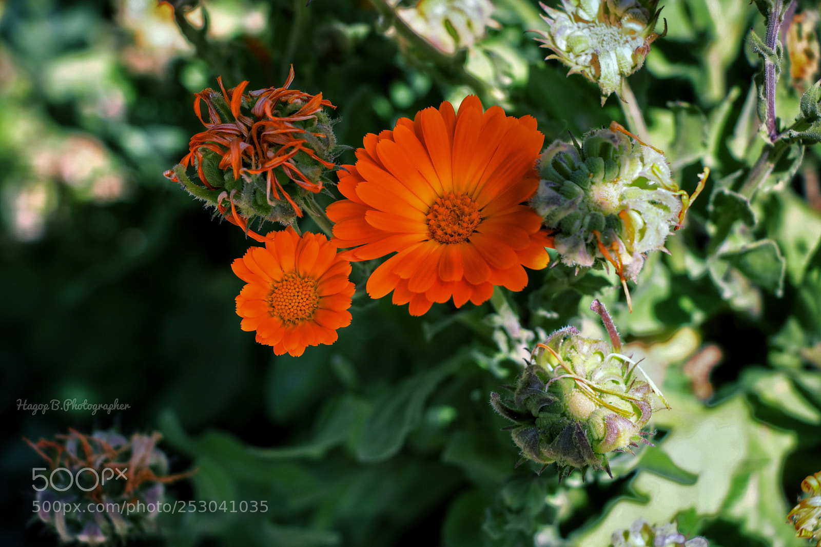 Canon EOS 80D sample photo. Green in spring photography