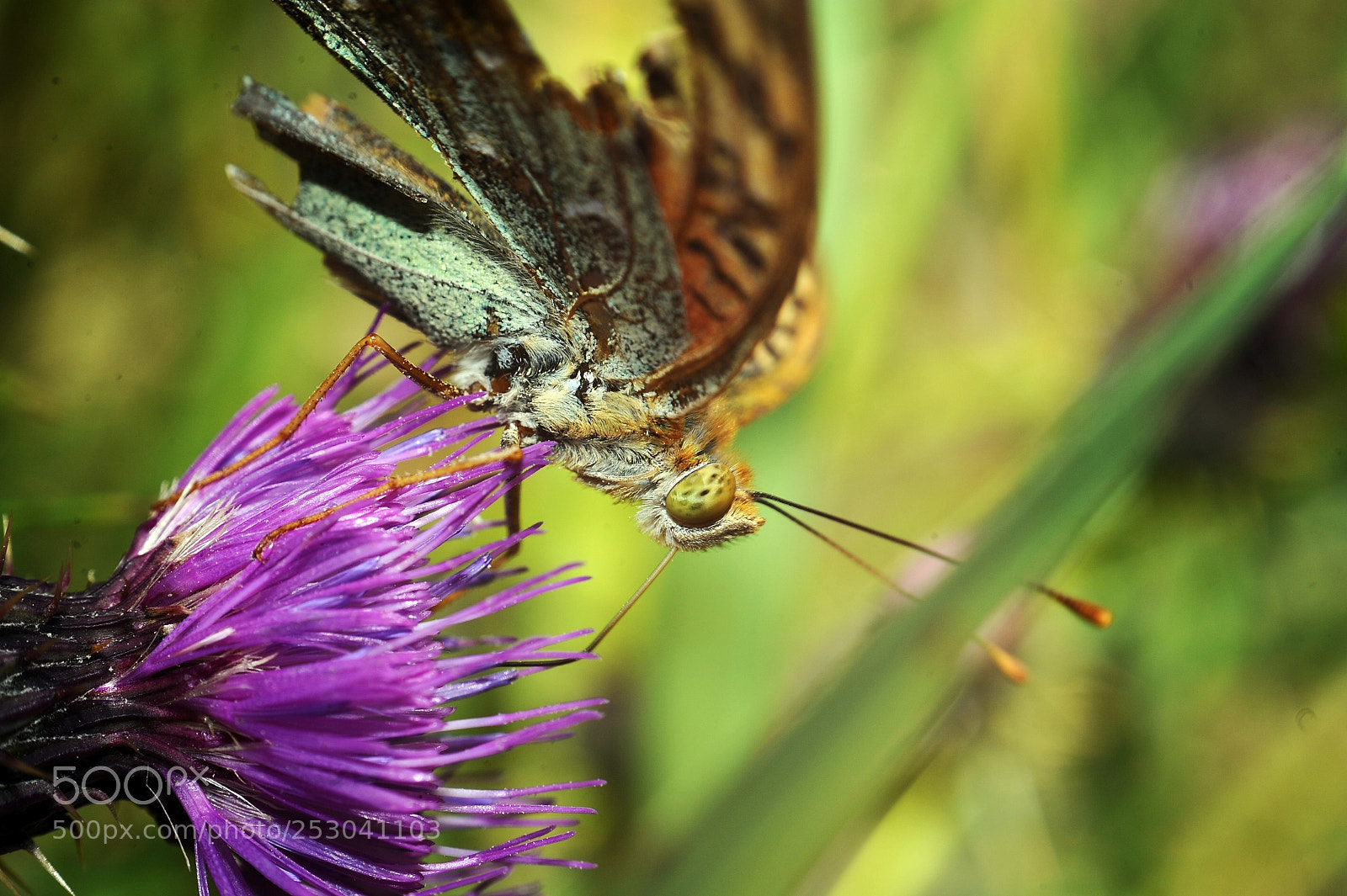 Nikon D700 sample photo. Untitled photography