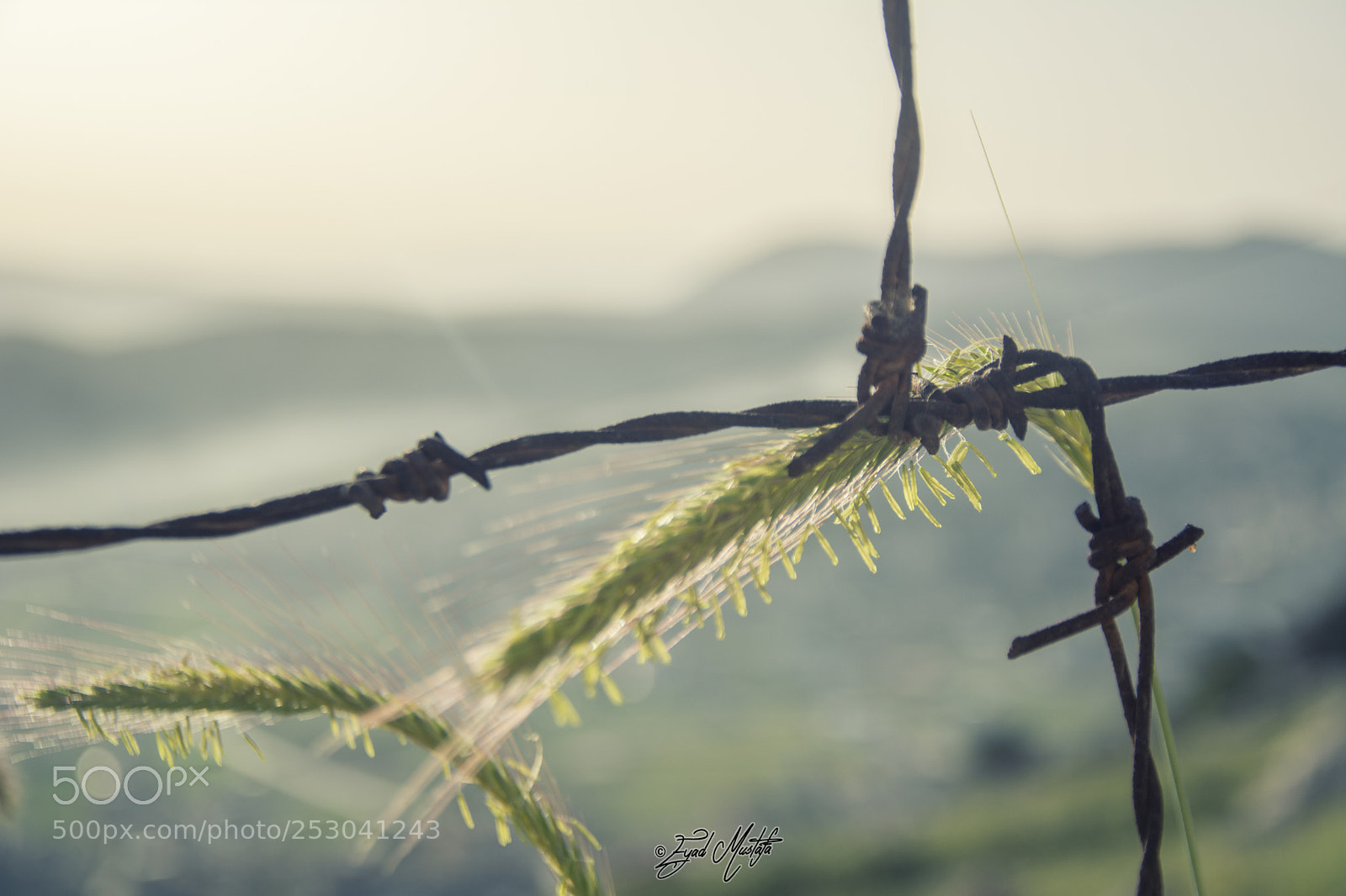 Nikon D7100 sample photo. Wheat wire photography