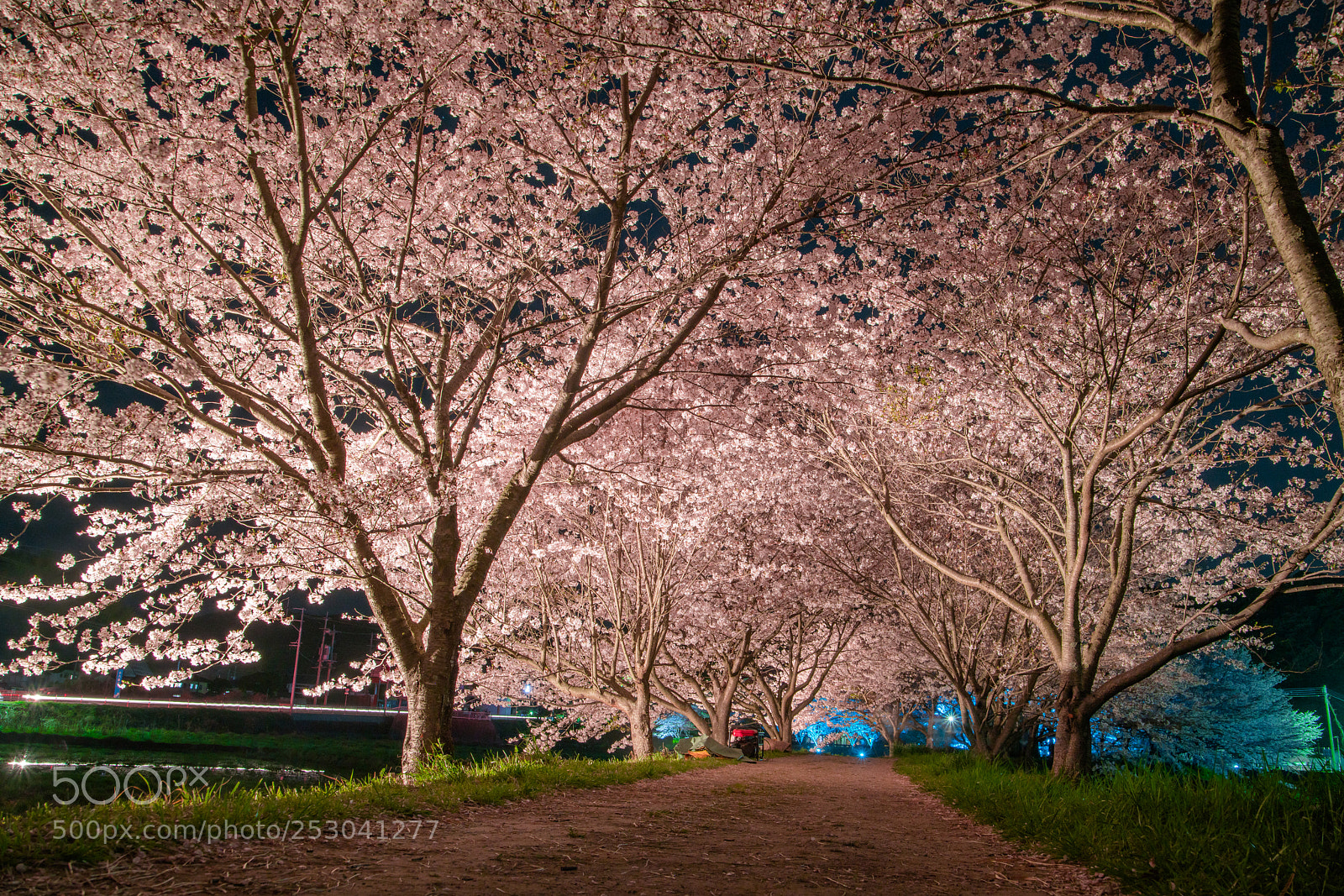 Sony a7R II sample photo. 対馬　桜 photography