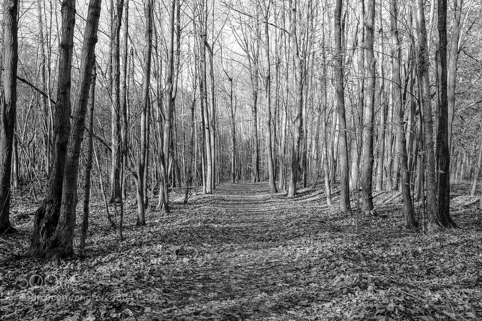 Fujifilm X100S sample photo. Lifeless forest  photography