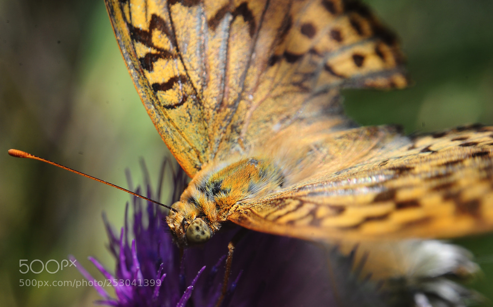Nikon D700 sample photo. Death of the emperor photography
