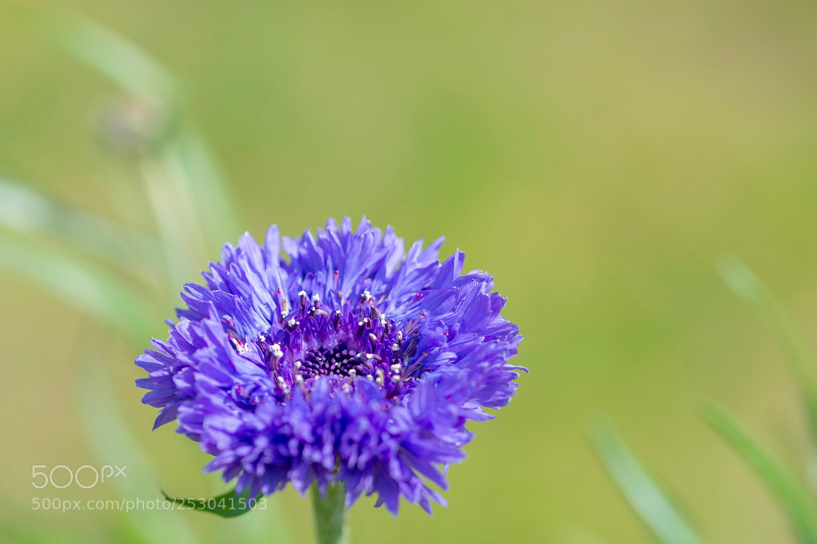 Nikon D7100 sample photo. Shippo photography