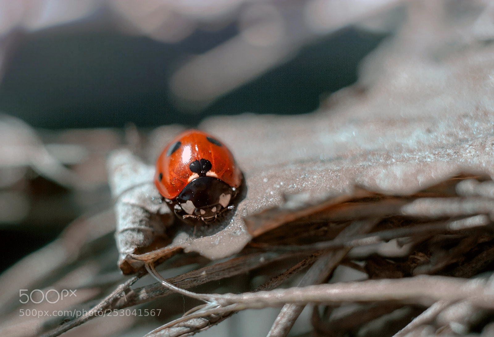 Canon EOS 20D sample photo. Img photography