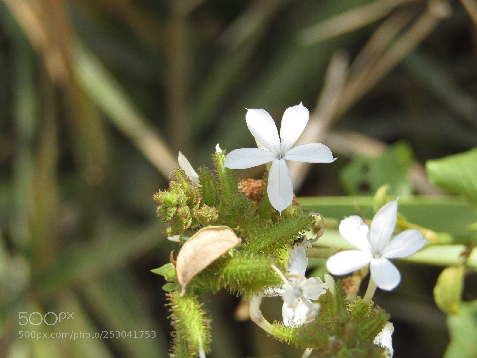 Canon PowerShot SX410 IS sample photo. Img photography