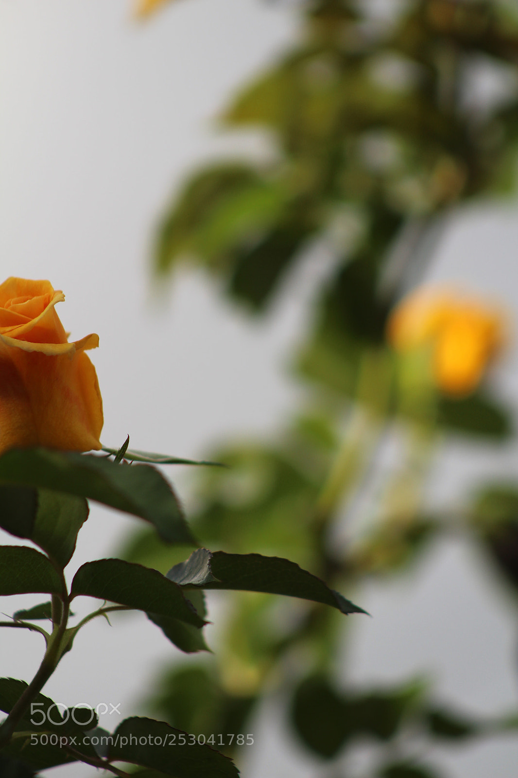 Canon EOS 1300D (EOS Rebel T6 / EOS Kiss X80) sample photo. Yellow rose photography