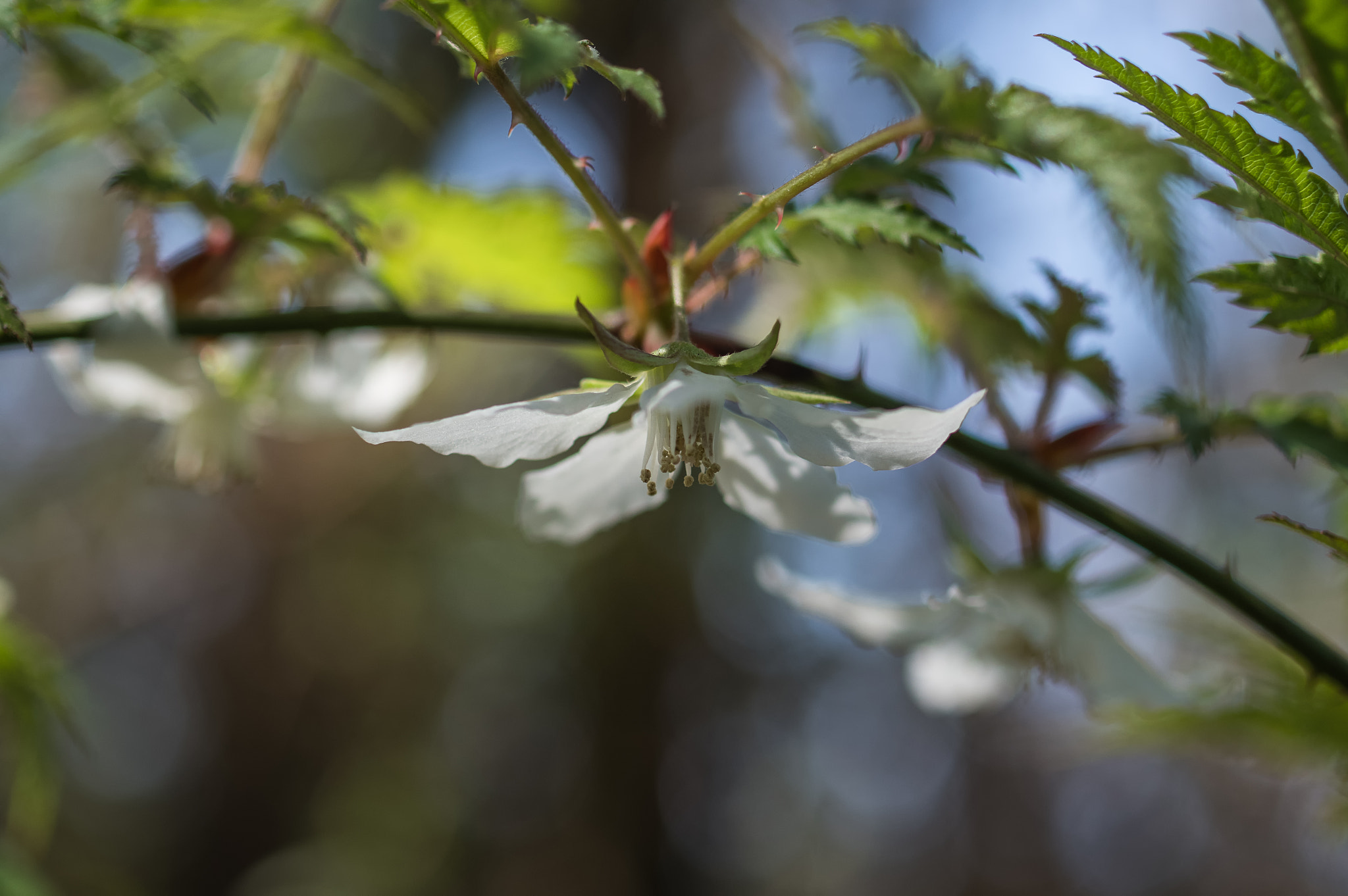 Pentax KP sample photo. Raspberry flower photography