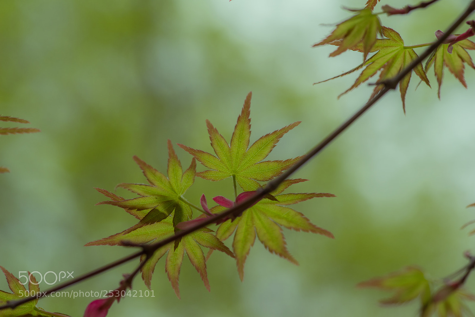 Pentax K-1 sample photo. New leaves photography