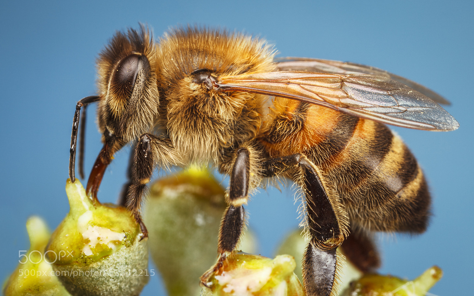 Canon EOS 5D Mark II sample photo. Honey bee photography