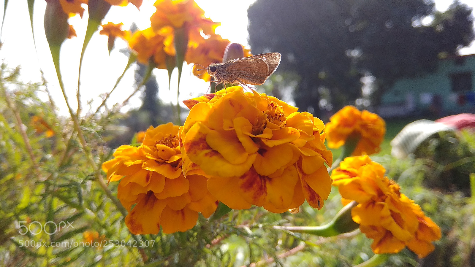 Xiaomi Redmi Note 4 sample photo. Nature photography