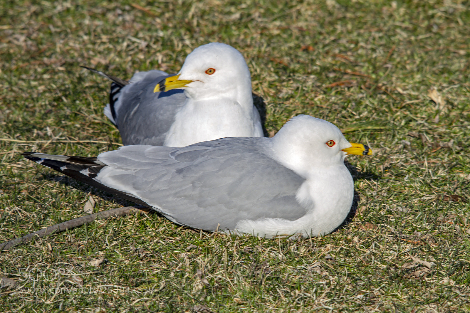 Canon EOS 7D sample photo. Ring-billed gulls photography