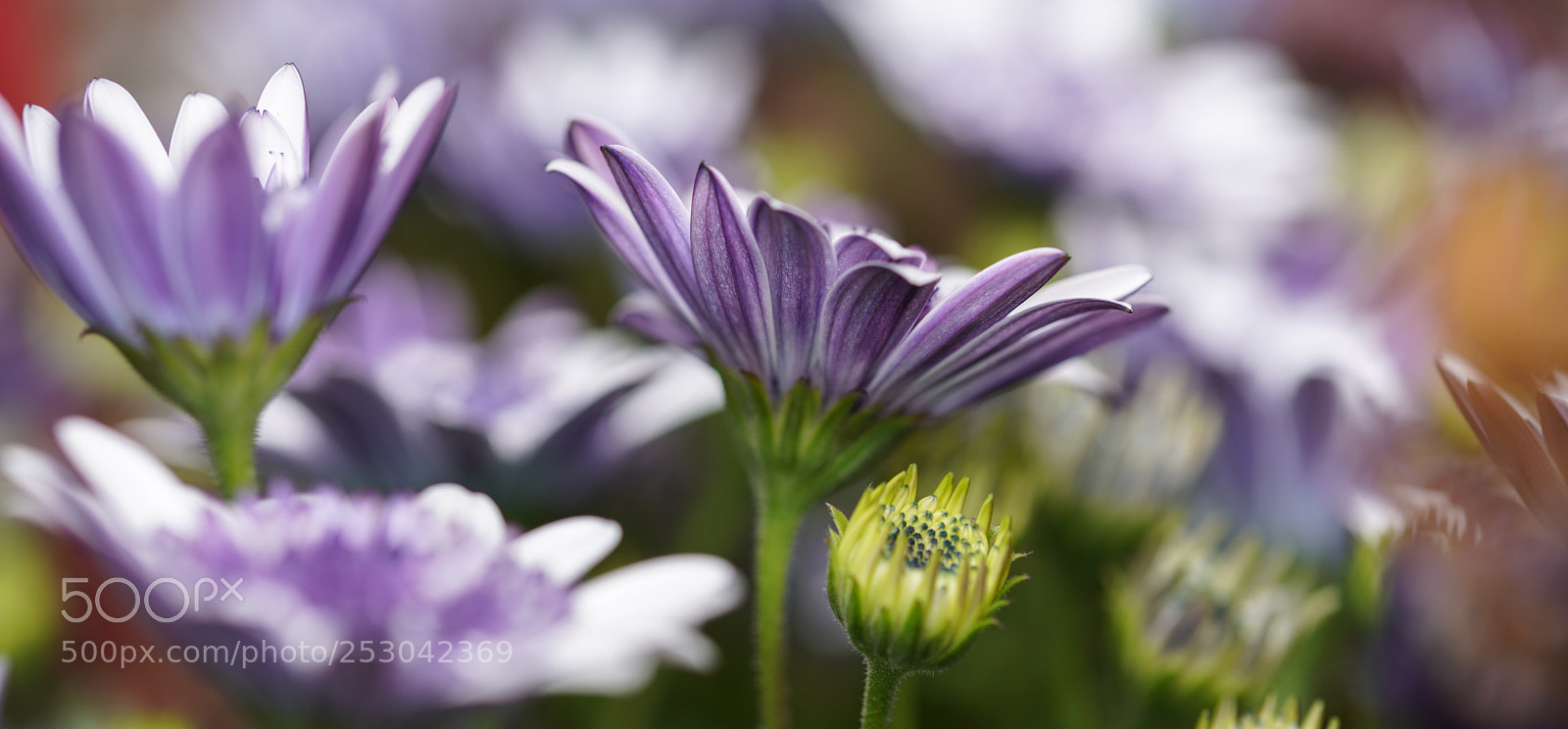 Sony a7R III sample photo. Spring flowers photography